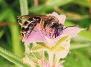 2nd Jun 2015 - Honey bee on a Cranesbill