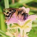 Honey bee on a Cranesbill by julienne1