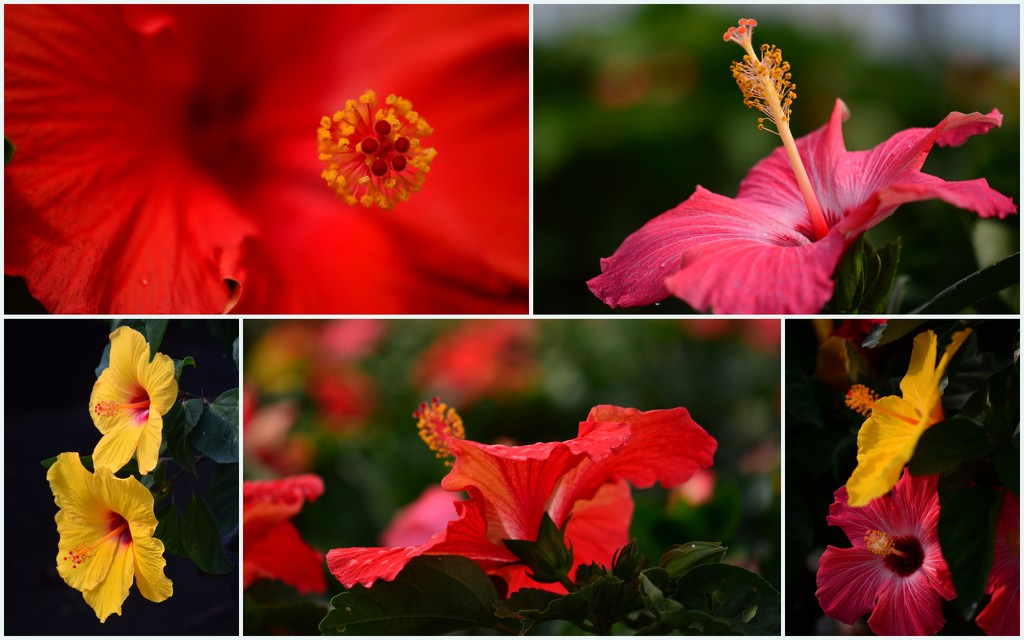 Val's Hibiscus  by jayberg