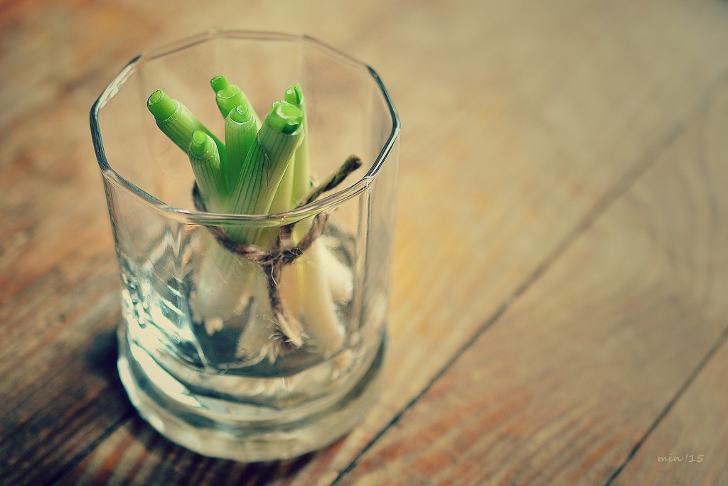 Regrowing Green Onions by mhei
