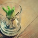Regrowing Green Onions by mhei