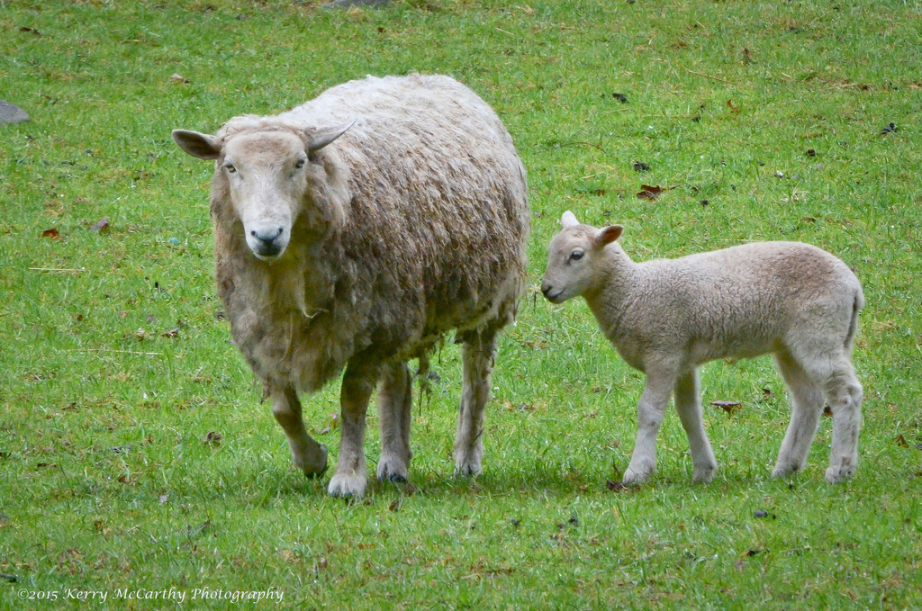 The lambs are getting big by mccarth1
