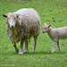 The lambs are getting big by mccarth1