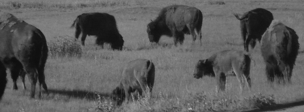 American Bison by pandorasecho