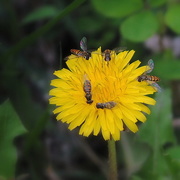 2nd Jun 2015 - Collecting Pollen