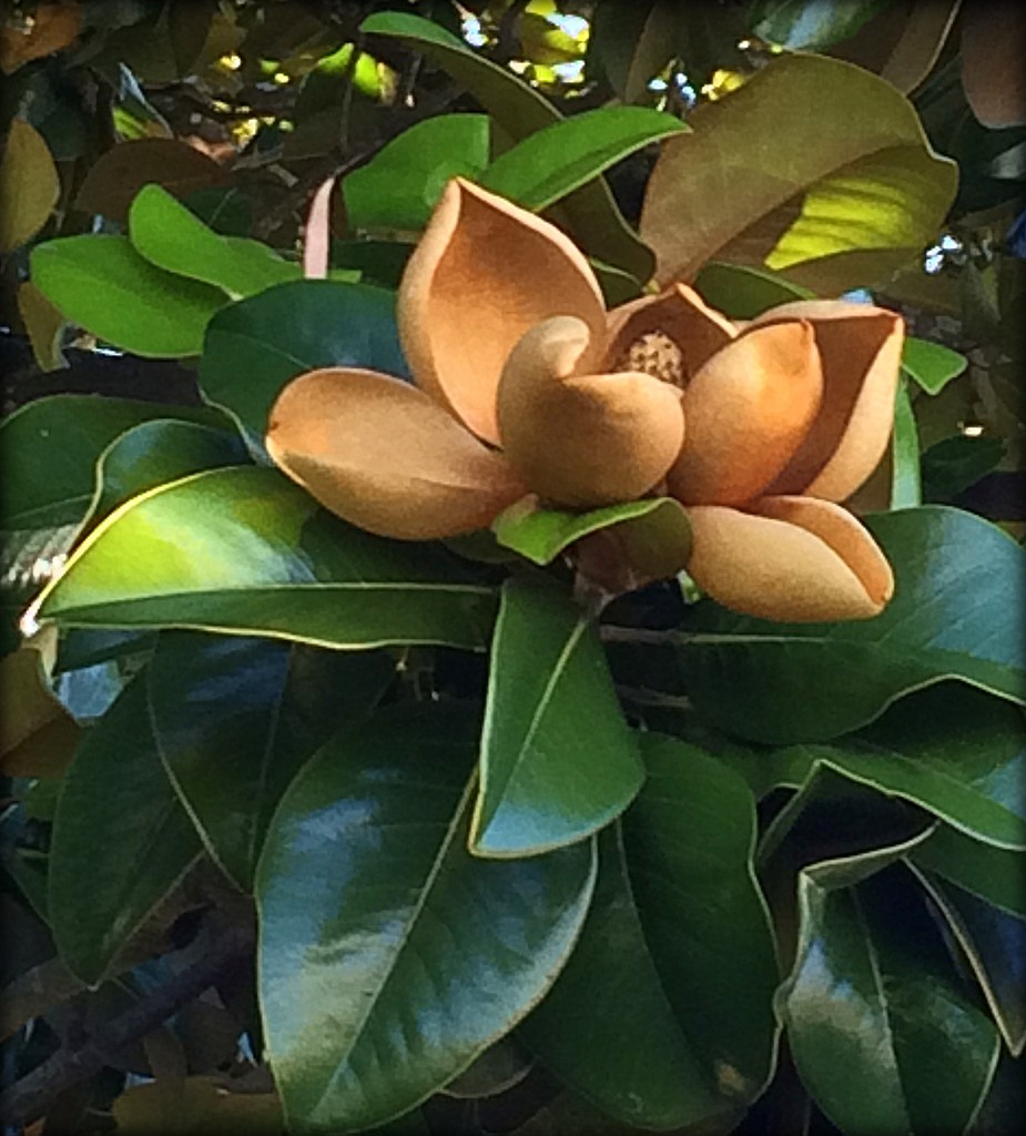 Antiqued magnolia by homeschoolmom