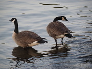 31st May 2015 - Standing Geese