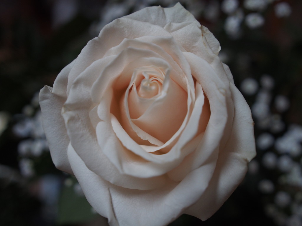 Birthday Rose 1 by selkie