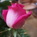 Birthday Rose 2 by selkie