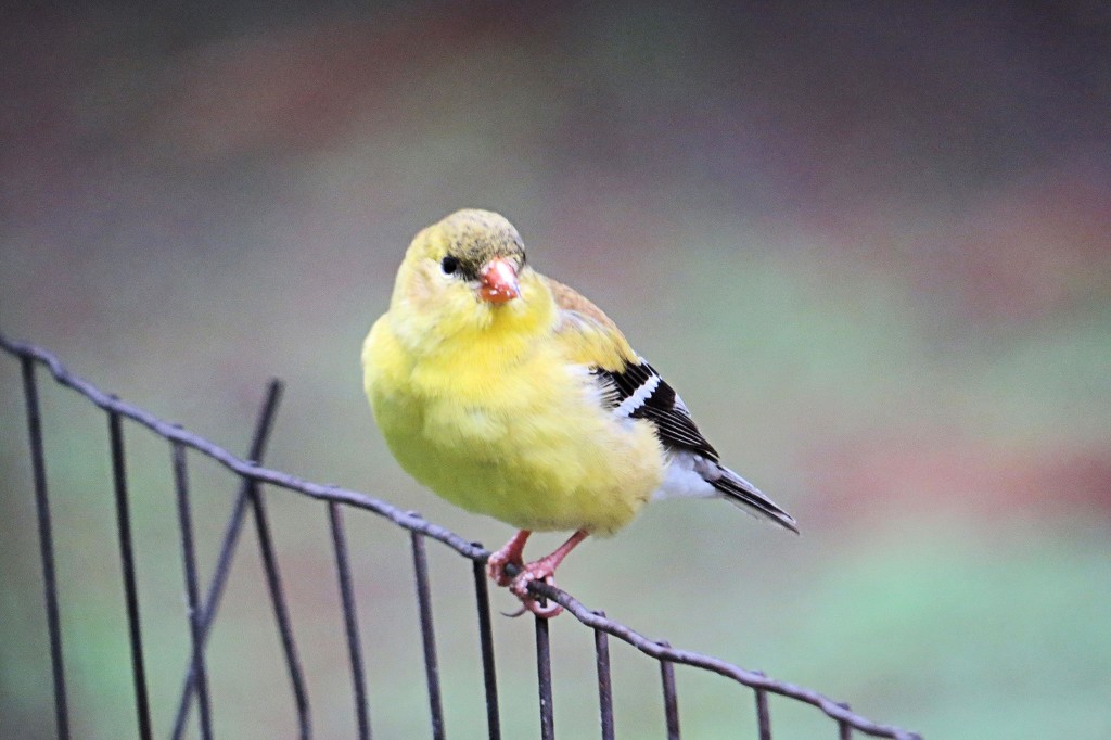 Goldfinch by maggie2