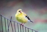 2nd Jun 2015 - Goldfinch