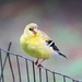 Goldfinch by maggie2