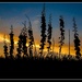 Yucca Silhouette by ckwiseman
