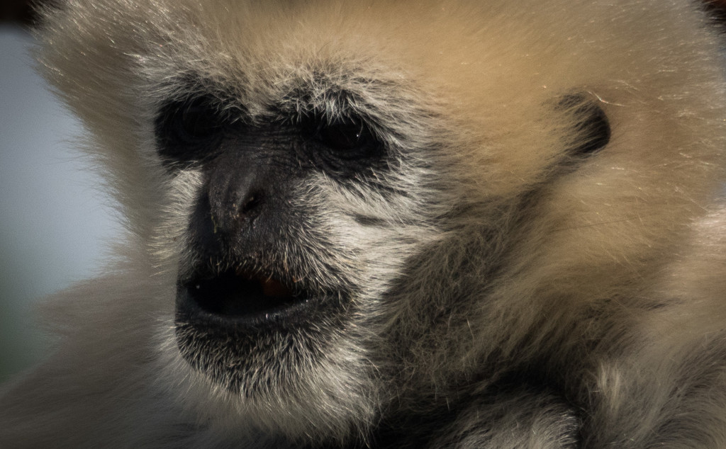 Gibbon by khrunner