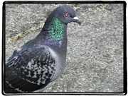 9th May 2015 - Pigeon Close Up