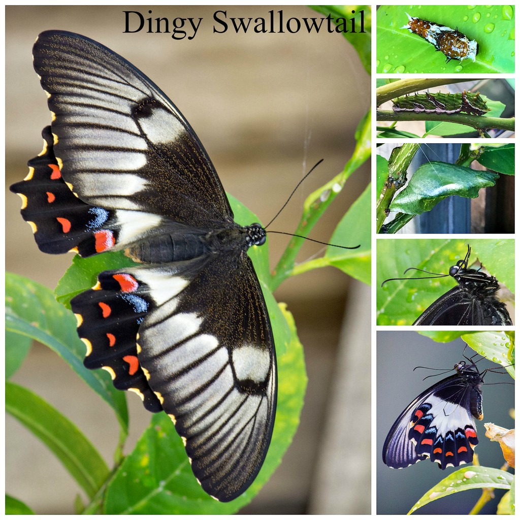 Dingy Swallowtail by goosemanning