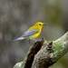 Another view of the brilliant prothonotary warblers I spotted at Four Holes Swamp recently. by congaree