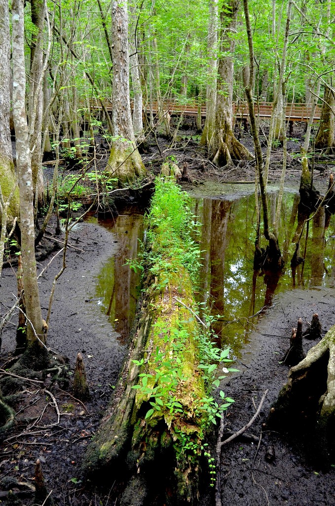 Nurse log, Beidler Forest in Four Holes Swamp, Dorchester County, SC by congaree