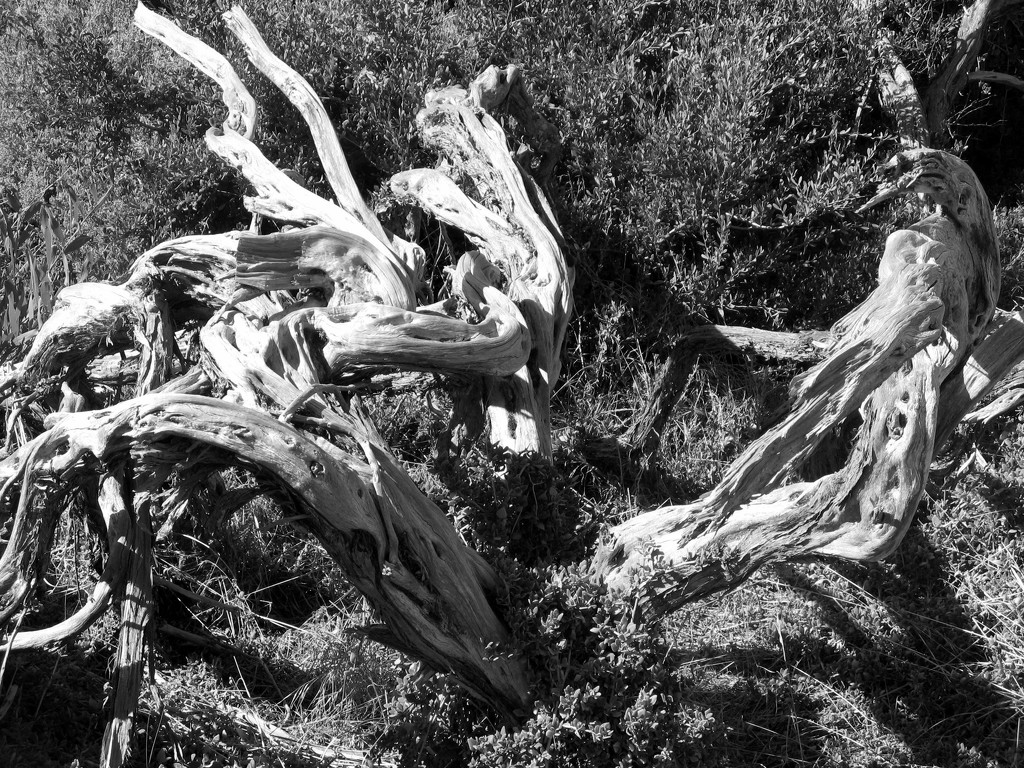 Tree trunk in Black and white by marguerita