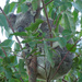 Mahogany munch by koalagardens