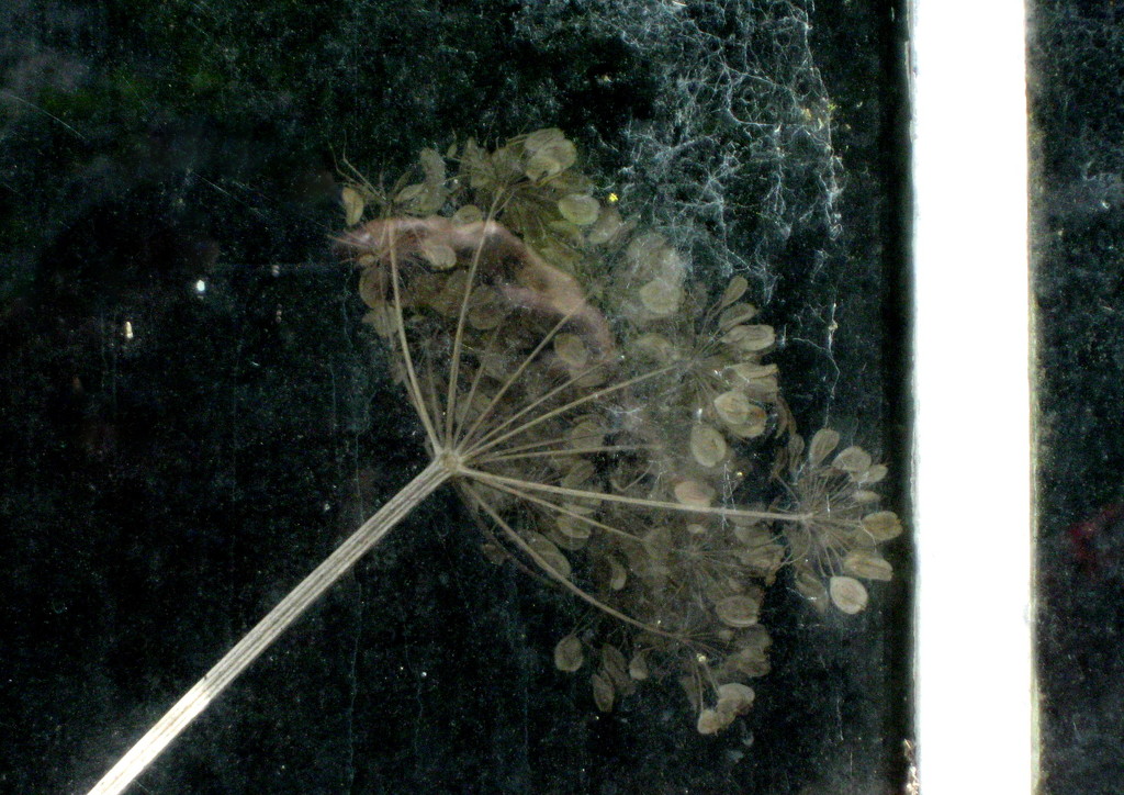 Old window by steveandkerry