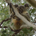 Snuggle love by koalagardens