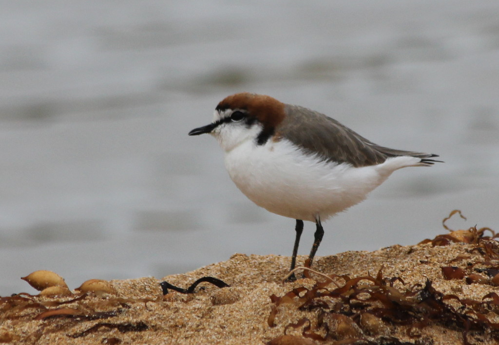 A new find - Red Capped Plover by gilbertwood