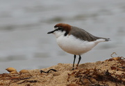 3rd Jun 2015 - A new find - Red Capped Plover