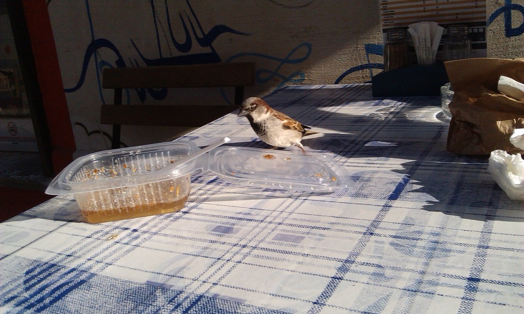 bird eating baklava by nami