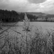 3rd Jun 2015 - Rushes