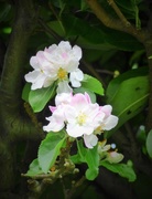 3rd Jun 2015 - Apple blossom 