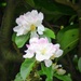Apple blossom  by beryl
