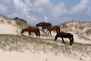 2nd Jun 2015 - Corolla Wild Horses_1875