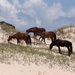 Corolla Wild Horses_1875 by rontu