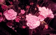 31st May 2015 - Carnations