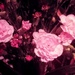 Carnations by boxplayer