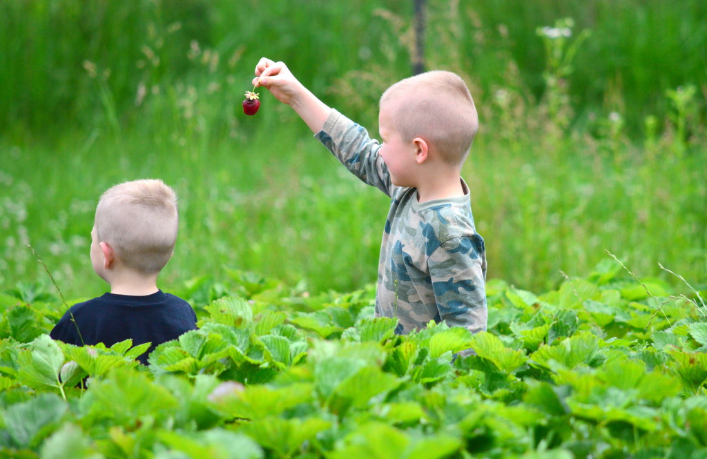 Strawberry Pickers by kareenking