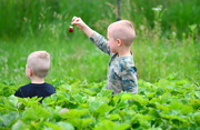 2nd Jun 2015 - Strawberry Pickers