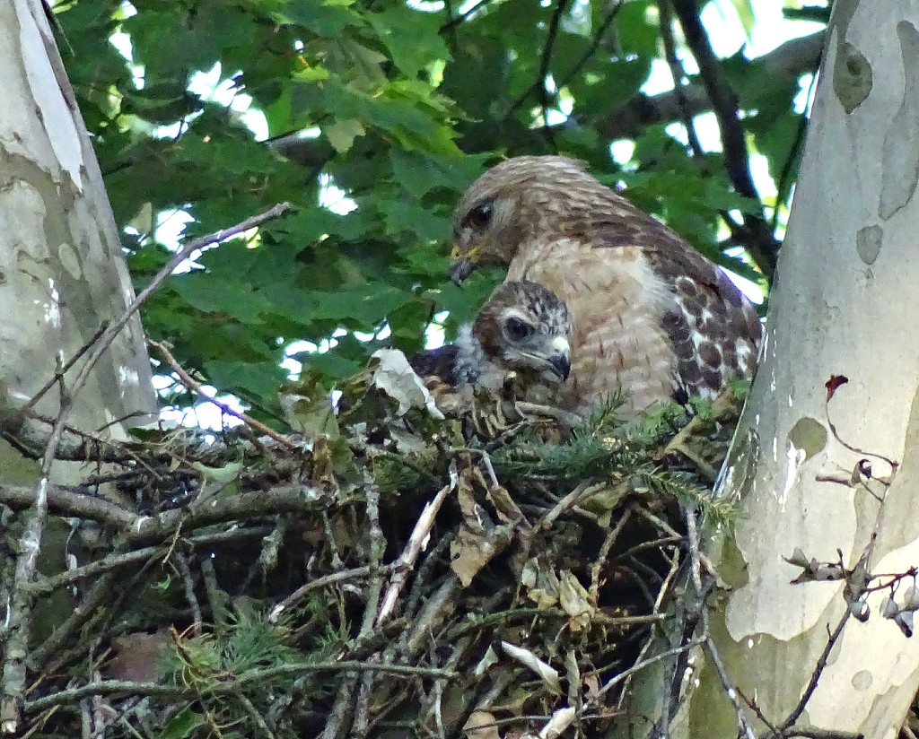 Red-shouldered Hawk Nest by annepann