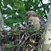 Red-shouldered Hawk Nest by annepann