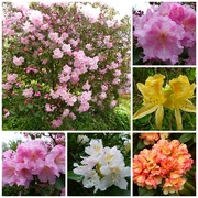 14th May 2015 - Rhododendrons and Azaleas