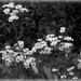 Wildflowers in B&W by mittens