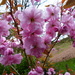  Cherry Blossom by susiemc