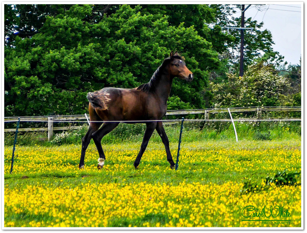 Foal by carolmw