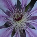 31 May 2015 Clematis Nelly Moser by lavenderhouse