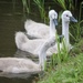1 June 2015 Cygnets, what a difference a week makes by lavenderhouse
