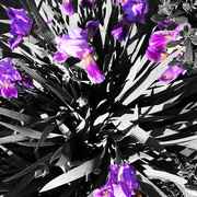 2nd Jun 2015 - Purple Irises In Black And White