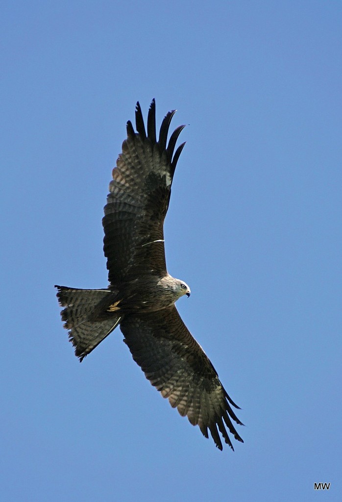 2015-06-03 common buzzard  by mona65