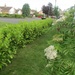 Laurel hedge by g3xbm
