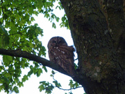 3rd Jun 2015 - Tawny owl. 